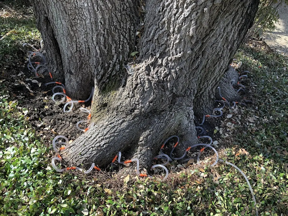 Detailed Tree Cabling and Bracing job site in West Green