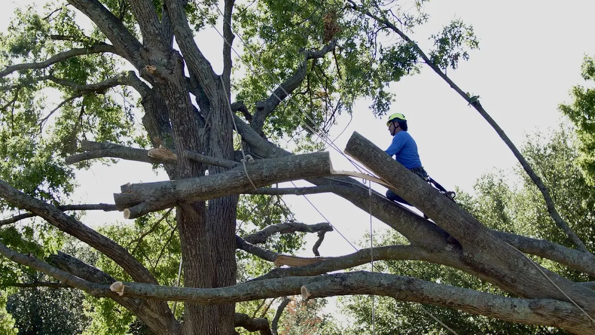 Professional Hazardous Tree Removal performed by certified arborists in West Green