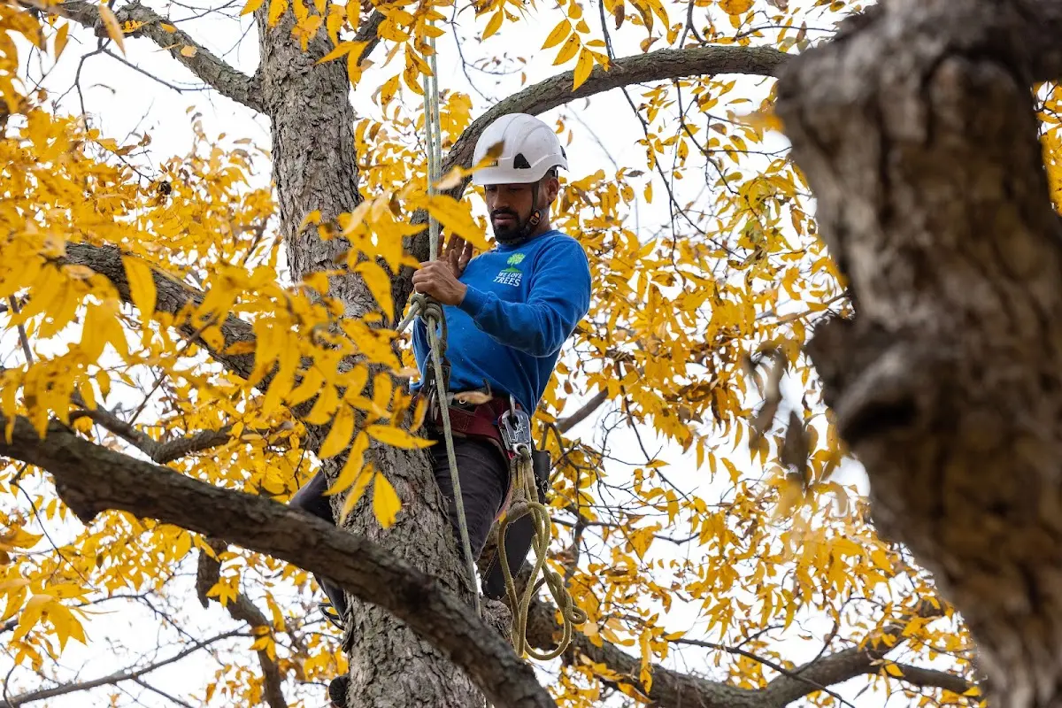 Skilled Tree Trimming crew working in West Green