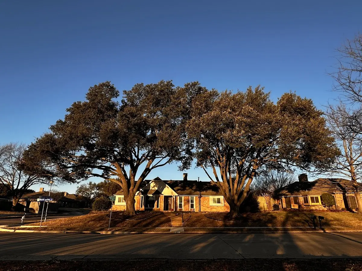 Established residential canopy tree shading a home in West Green