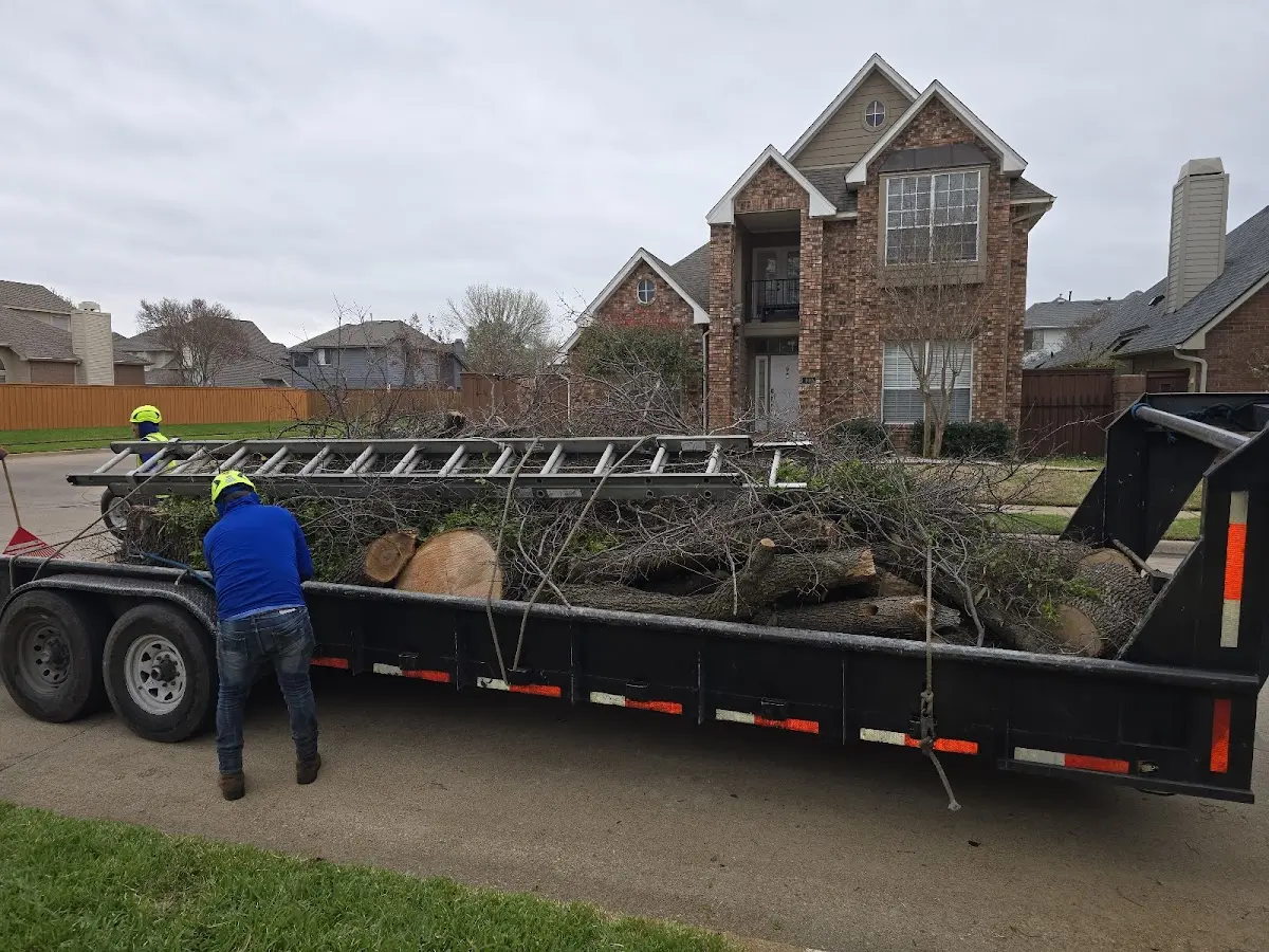 Expert Tree Removal with proper safety equipment in West Green